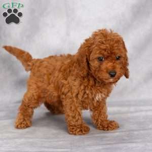 Tony F1B, Cavapoo Puppy